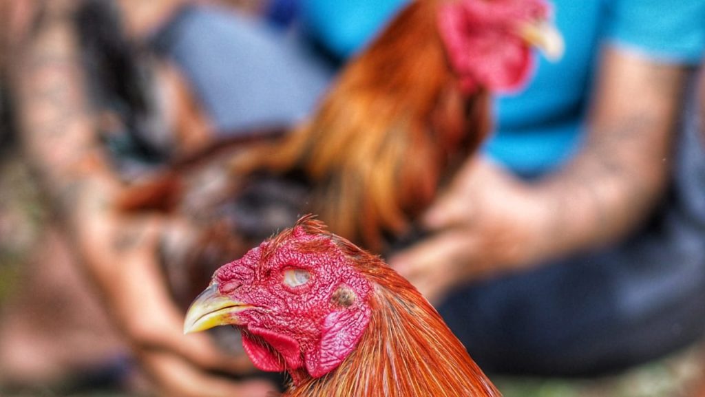 Ayam aduan Bali dengan bulu mengkilap dan postur gagah di arena tradisional.