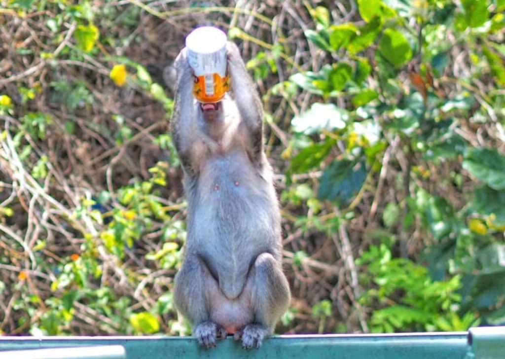 Monyet Bali sedang berinteraksi dengan lingkungan sekitar di kawasan hutan tropis.