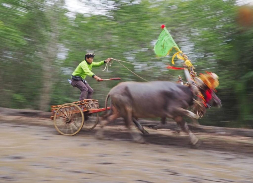 Joki penuh semangat memacu kerbau dalam lomba tradisional Makepung di Jembrana, Bali.