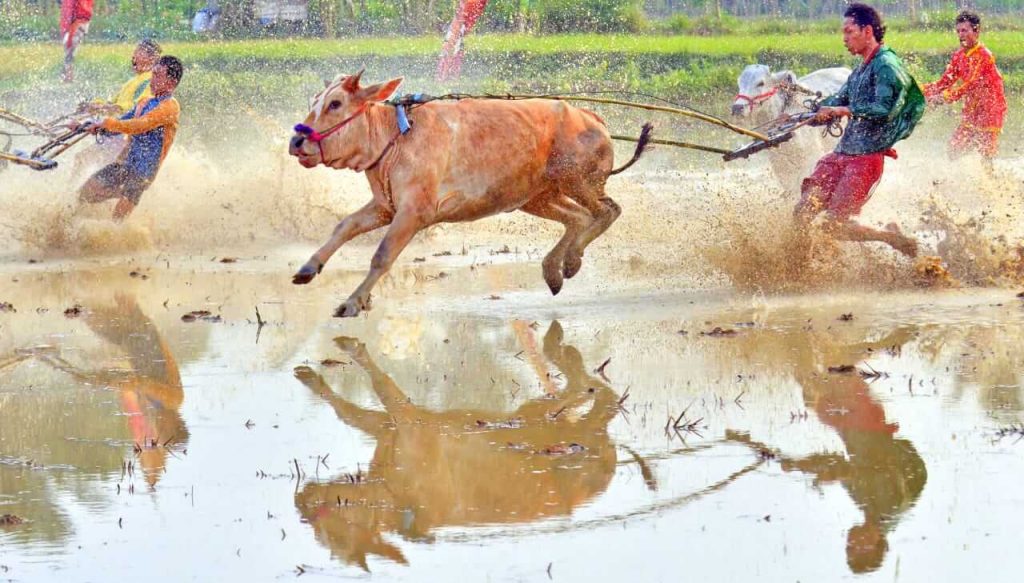 Karapan sapi Payakumbuh dengan satu joki satu sapi, tradisi unik dari Sumatra Barat.