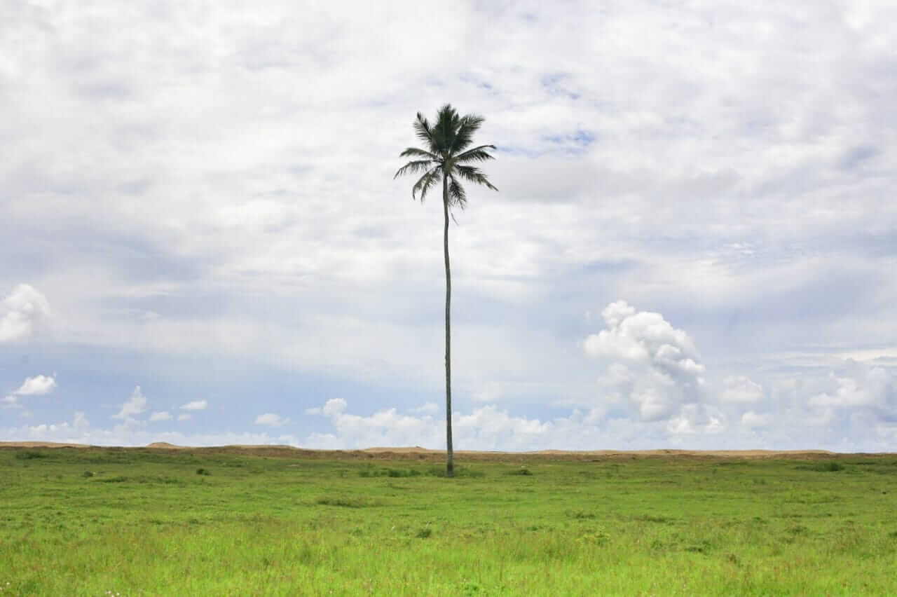 Pohon kelapa yang selamat dari tsunami 2004 di Patek, Aceh.