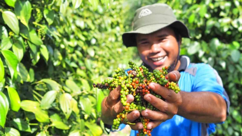 Petani Desa Kulur menggenggam lada unggulan dari kebunnya, Bangka Tengah.