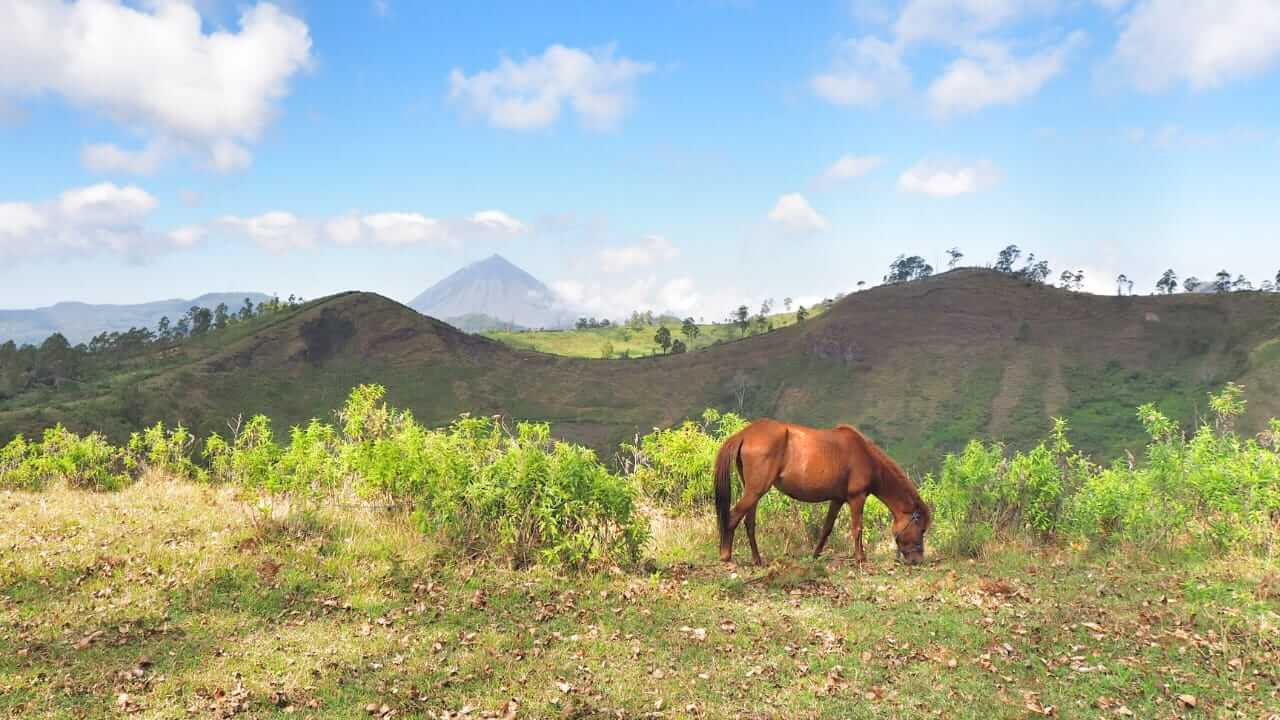 Kawanan kuda liar atau ternak warga merumput di padang terbuka yang menjadi lanskap khas Bajawa.