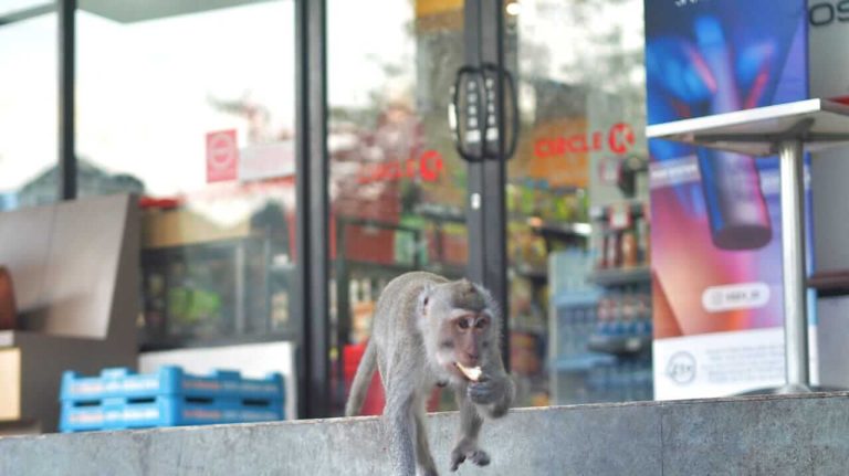 Monyet liar berlari riang membawa makanan di area mini market Bali.