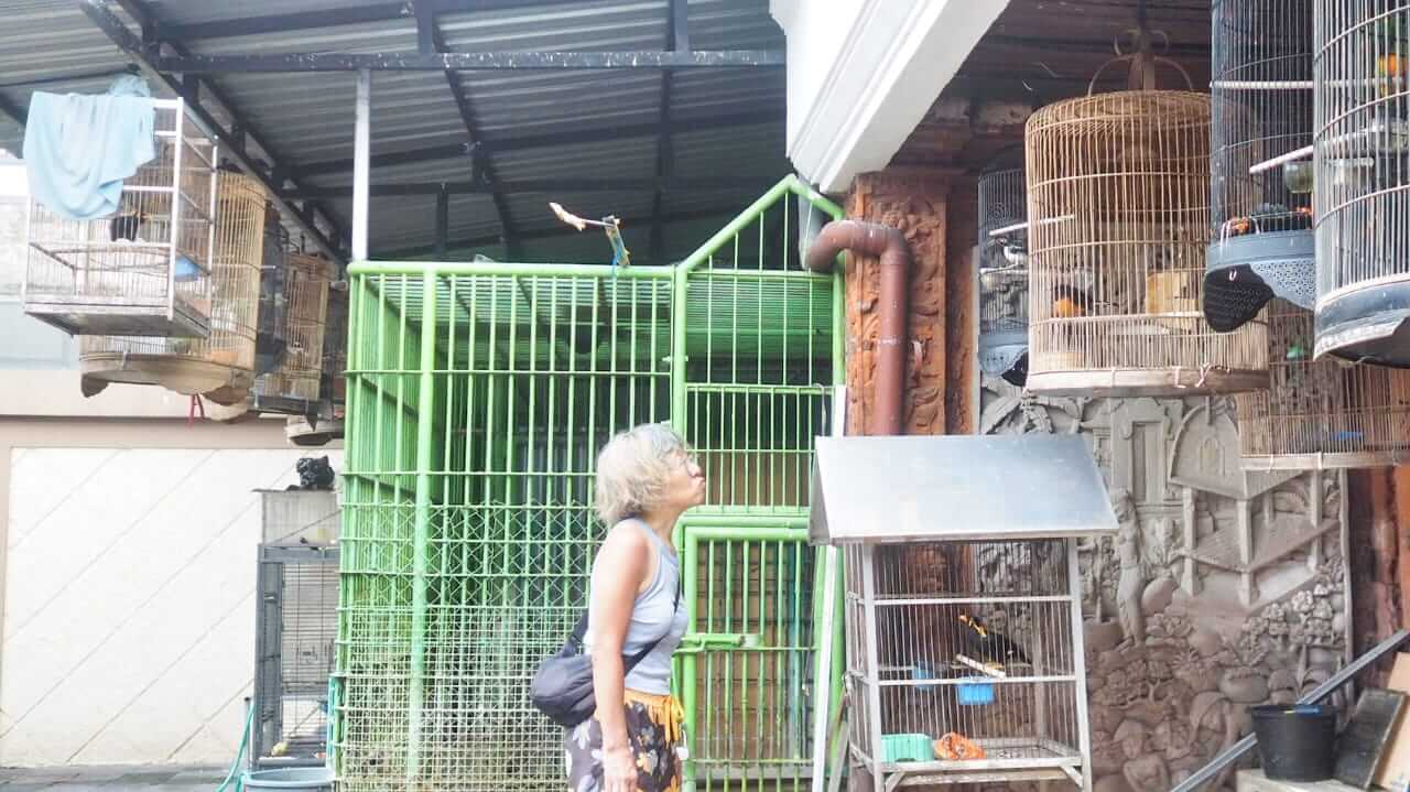 Naoko mengamati burung di tempat rekreasi di Denpasar, Bali.