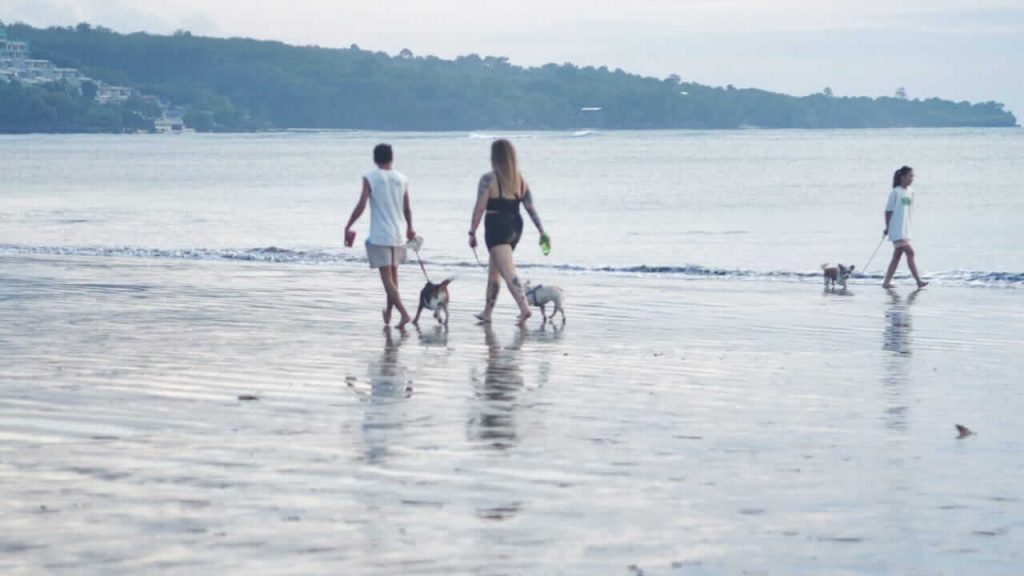 Pengunjung berjalan santai bersama anjing peliharaan di Pantai Jimbaran saat sore hari.