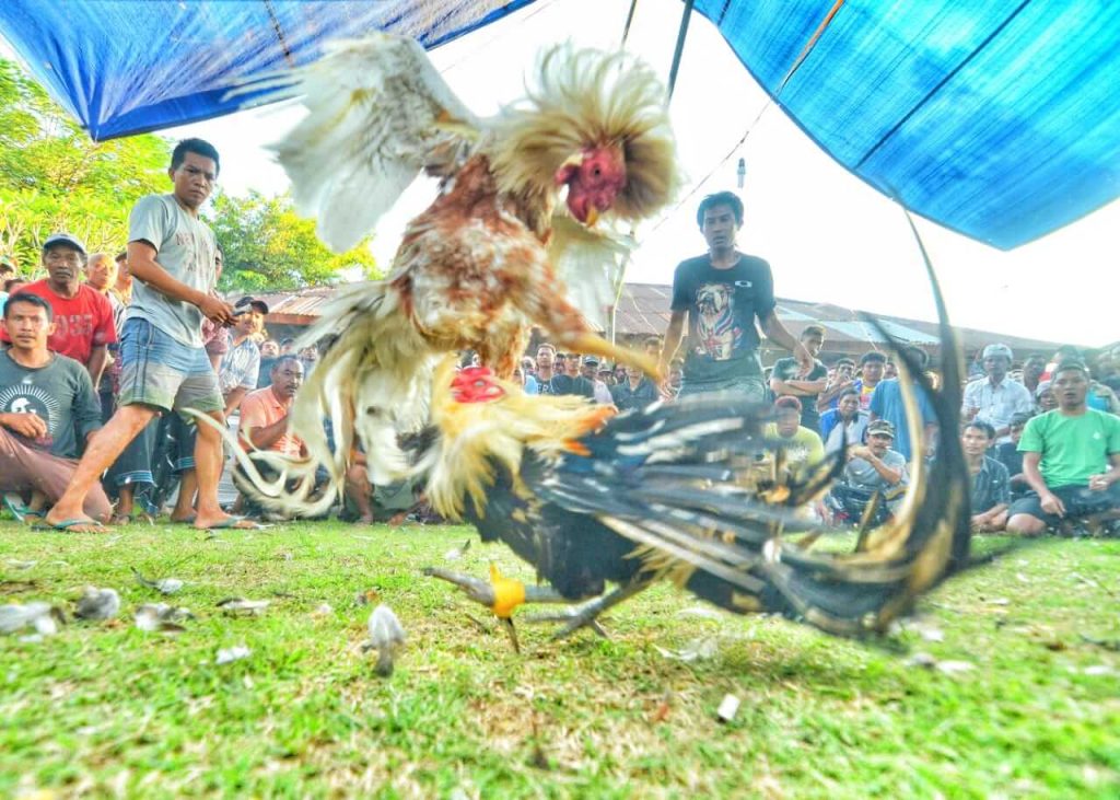 Pertarungan dua ayam dalam arena tajen, tradisi adat khas Bali.