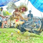 Pertarungan dua ayam dalam arena tajen, tradisi adat khas Bali.