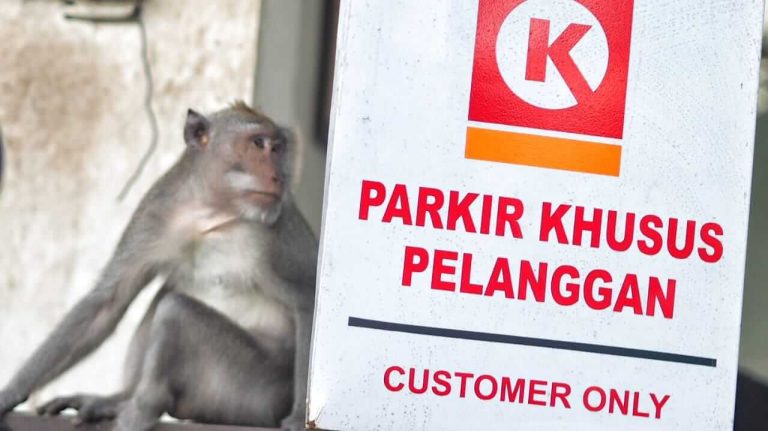 Monyet duduk santai di area mini market menunggu makanan dari pengunjung.