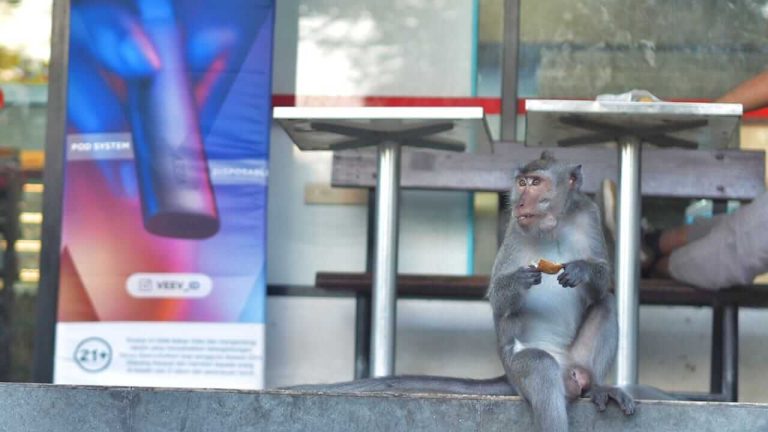 Seekor monyet duduk santai sambil menikmati makanan dari wisatawan di kawasan wisata alam Bali.