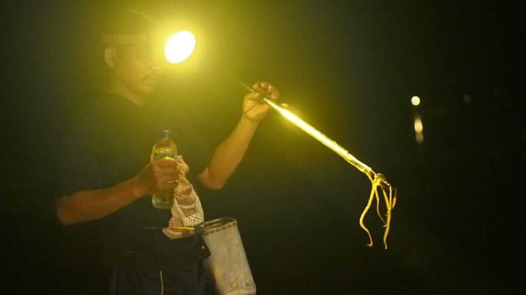 Pria menangkap gurita di perairan dangkal saat air laut surut.
