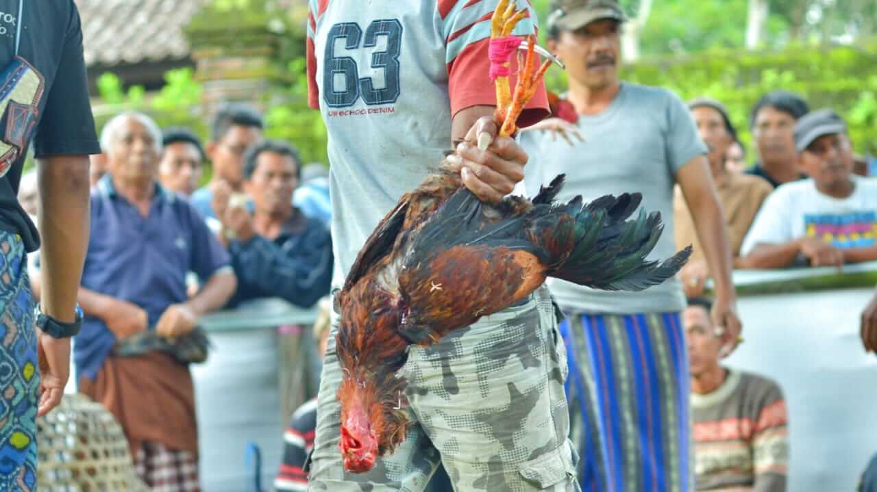 Warga memegang ayam yang mati usai pertarungan di arena tajen, Bali.