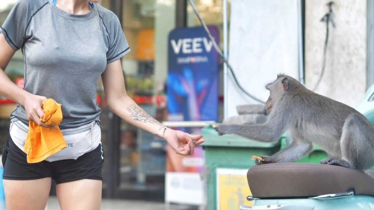 Wisatawan memberikan makanan kepada seekor monyet di area wisata alam Bali.