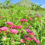 Bunga-bunga bermekaran di kaki Gunung Lokon, menciptakan pemandangan alam yang memukau.