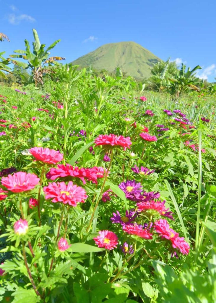 Bunga-bunga bermekaran di kaki Gunung Lokon, menciptakan pemandangan alam yang memukau.