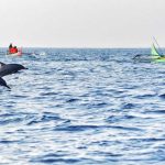 Sekelompok lumba-lumba berenang dan melompat di permukaan laut, tampak seolah menari mengikuti gelombang.