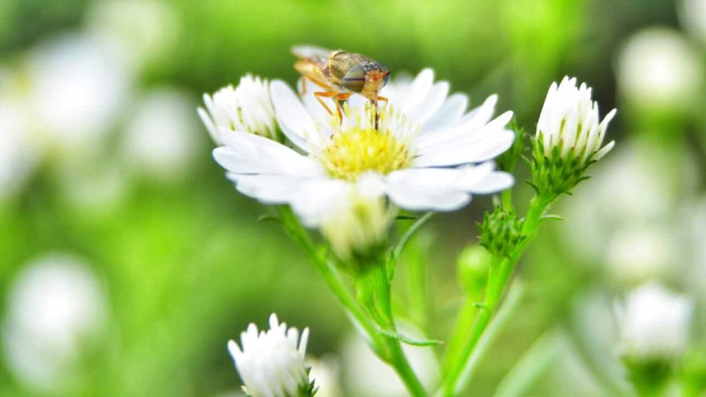 Seekor serangga kecil hinggap di atas bunga yang sedang mekar, tertarik oleh aroma dan sari alaminya.