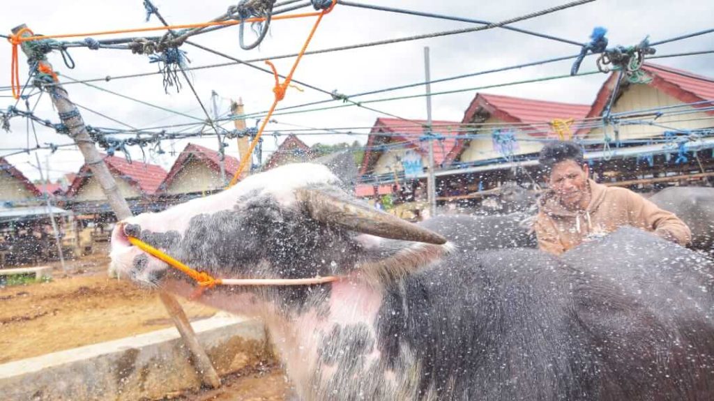 Seorang penjual memandikan kerbau putih sebagai bagian dari perawatan rutin agar tetap bersih dan menarik bagi calon pembeli.