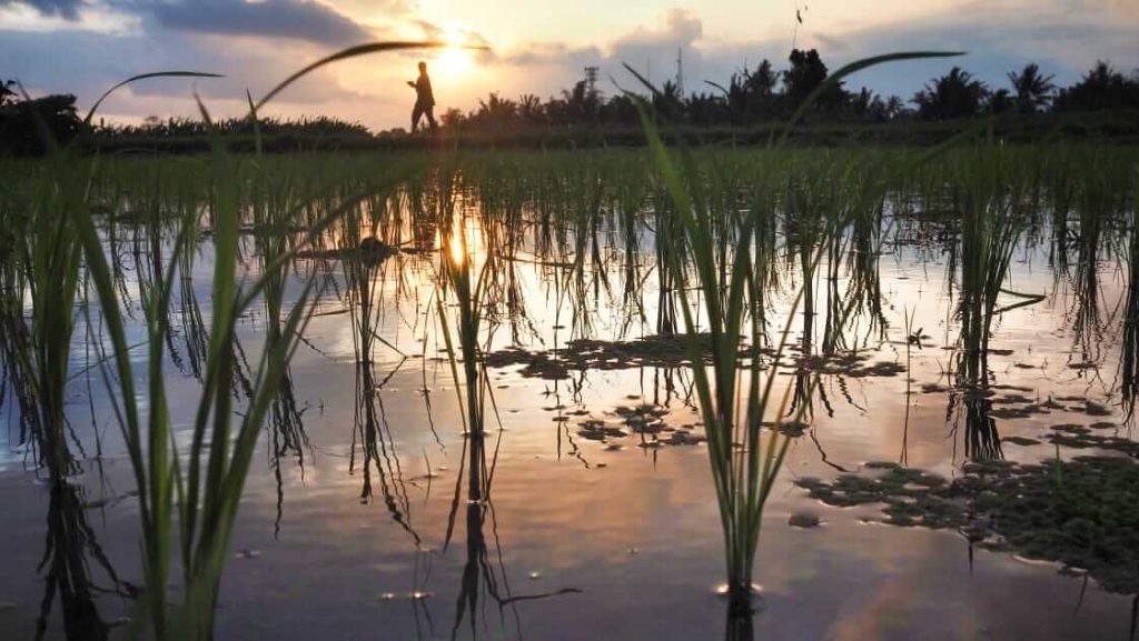 Bibit padi baru ditanam di sawah, mendapat dukungan tanah, air, dan sinar matahari sebagai sumber kehidupan utama.