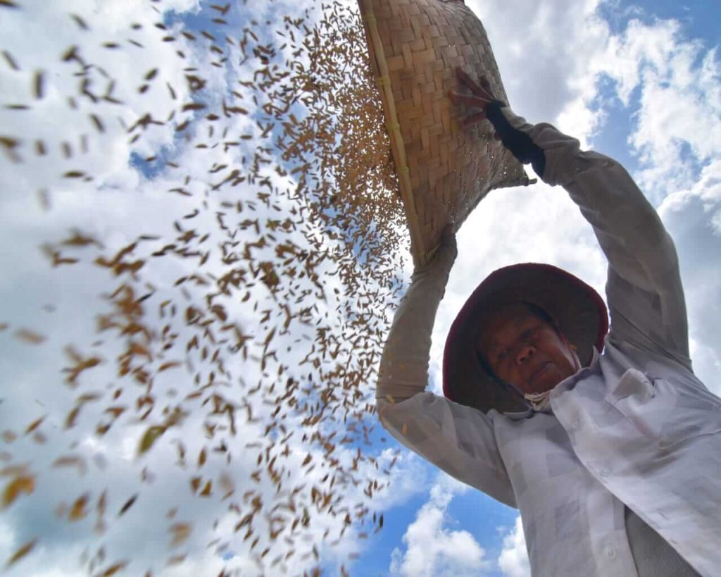 Seorang petani menampi padi sebagai simbol kesabaran dalam memilah yang bernilai dari yang sia-sia.