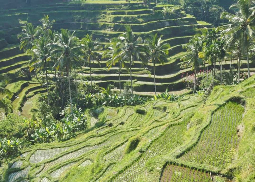Hamparan sawah berundak di Ubud dengan latar perbukitan hijau, mencerminkan keharmonisan antara manusia dan alam.