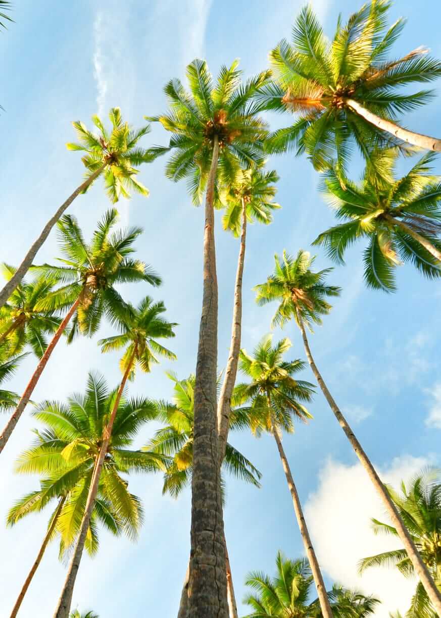 Pohon dengan akar yang kokoh sebagai simbol kekuatan hidup dalam menghadapi badai.