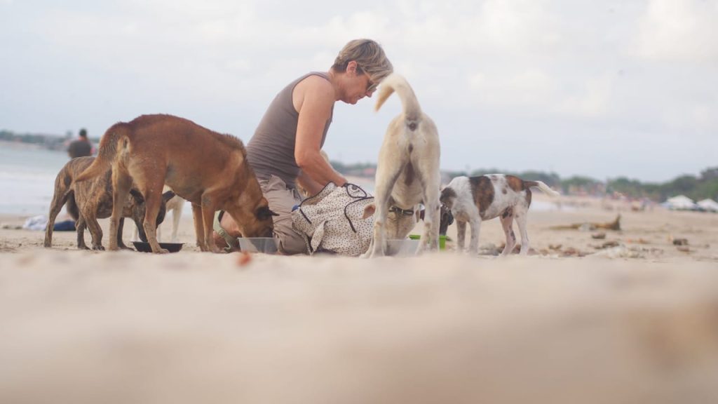 Turis memberi makan anjing liar di Pantai Jimbaran Bali sebagai wujud kepedulian dan kasih sayang.