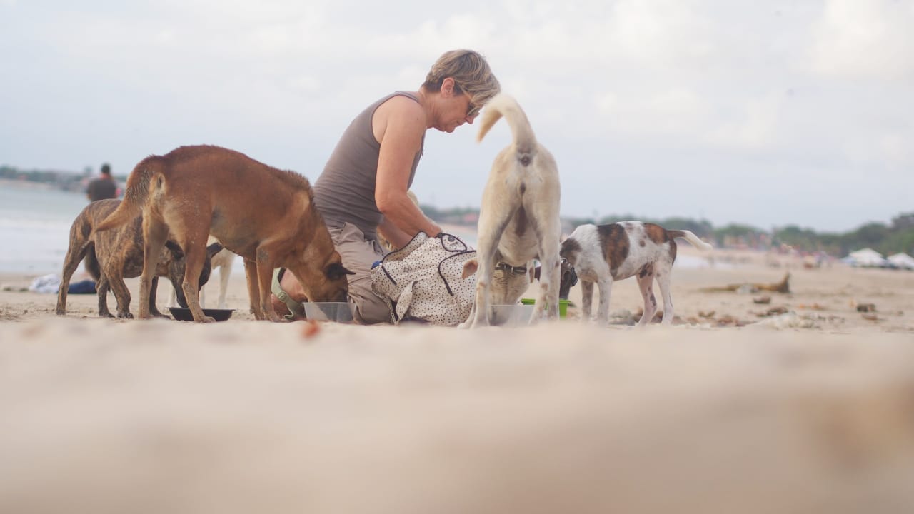 Turis memberi makan anjing liar di Pantai Jimbaran Bali sebagai wujud kepedulian dan kasih sayang.