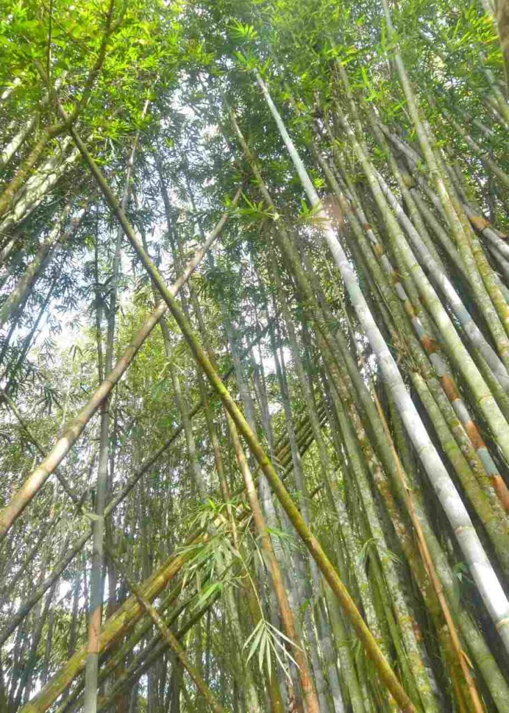Filosofi kehidupan dari bambu tentang kerendahan hati, keteguhan, dan kesederhanaan.