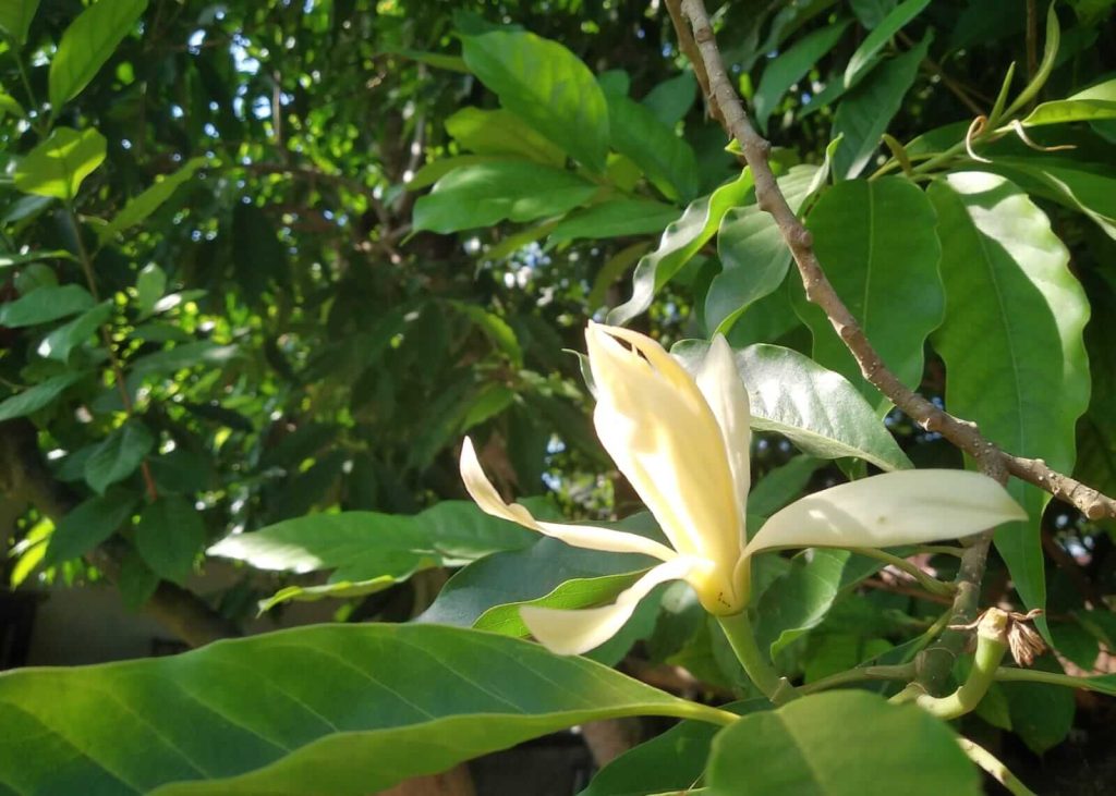 Bunga cempaka sebagai sarana suci dalam kehidupan spiritual masyarakat Bali.
