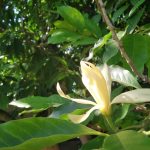 Bunga cempaka sebagai sarana suci dalam kehidupan spiritual masyarakat Bali.