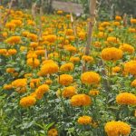 Bunga gemitir sebagai simbol budaya Bali dan sumber penghidupan masyarakat.