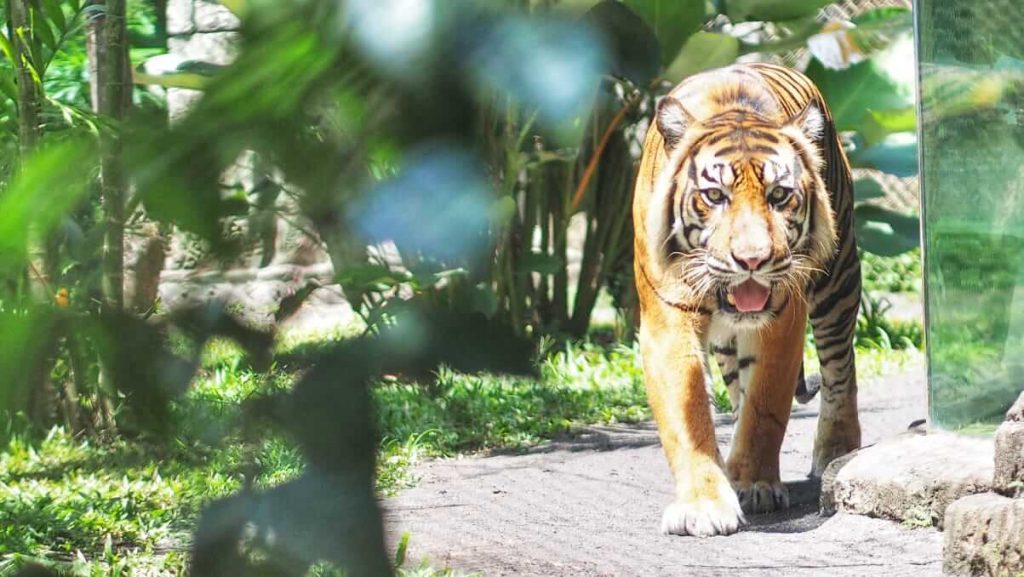 Harimau beristirahat sambil mengamati dengan tenang.