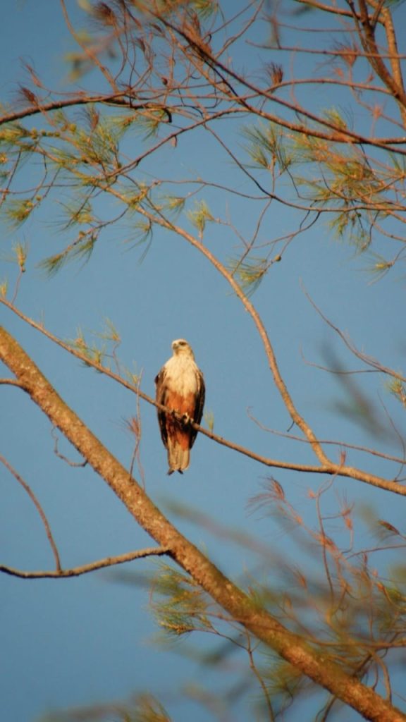 Ilustrasi mata elang yang melambangkan pandangan jauh ke depan dan keberanian berjalan sendirian.