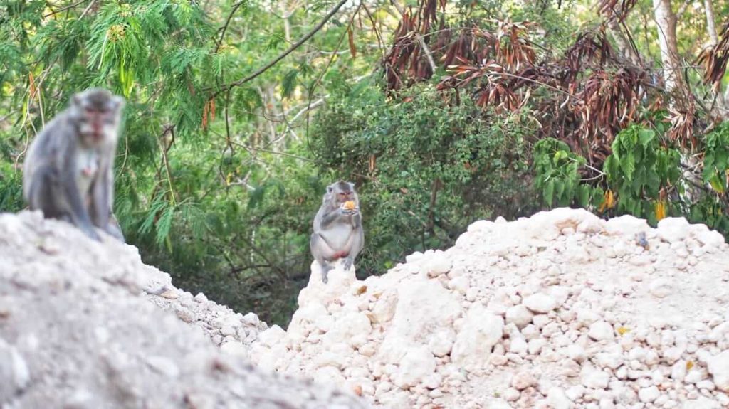 Monyet duduk di antara pasir dan bebatuan sambil menikmati buah dari pengunjung.