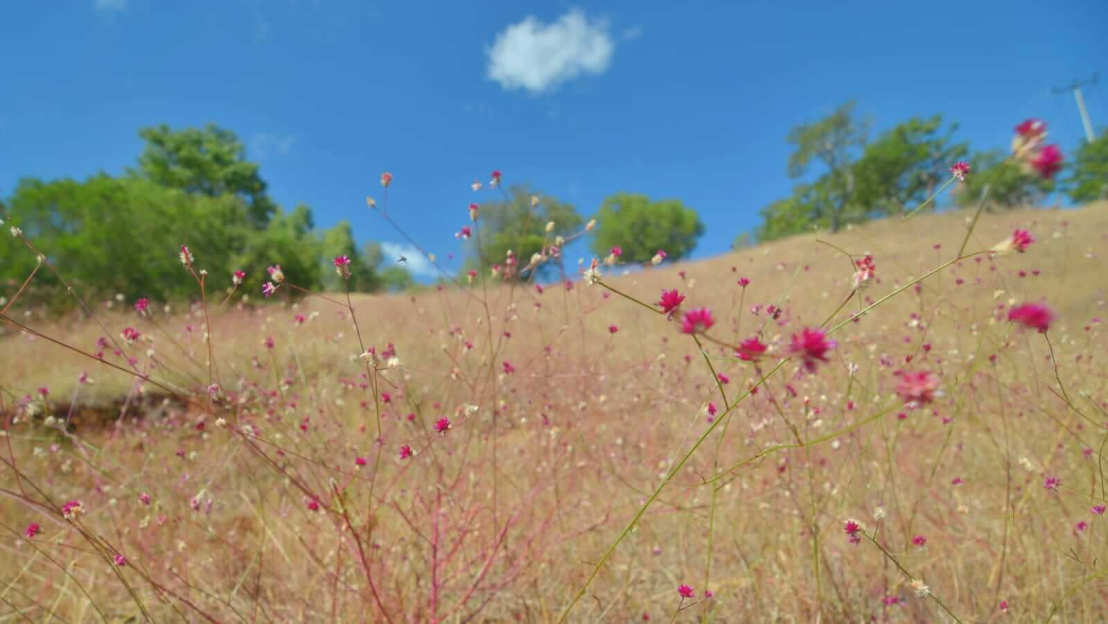 Ilustrasi keindahan setiap fase kehidupan yang dapat disyukuri dan dilihat dengan hati serta mata yang terbuka.