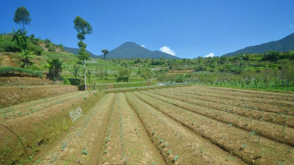 Ilustrasi menabur benih kebaikan dan menyiraminya dengan cinta hingga tiba saat panen