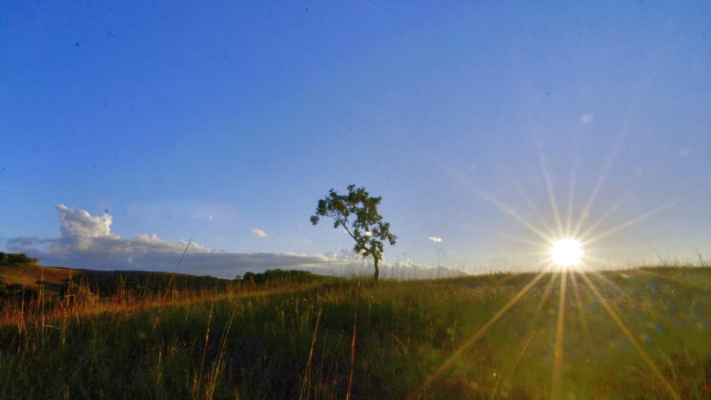 Pemandangan alam Bali dengan pepohonan hijau dan cahaya matahari pagi yang lembut.