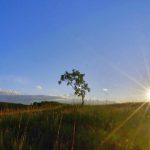 Pemandangan alam Bali dengan pepohonan hijau dan cahaya matahari pagi yang lembut.