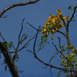 Bunga kecil tumbuh di antara ranting kering di tengah alam yang gersang.