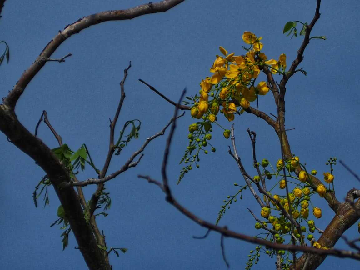 Bunga kecil tumbuh di antara ranting kering di tengah alam yang gersang.