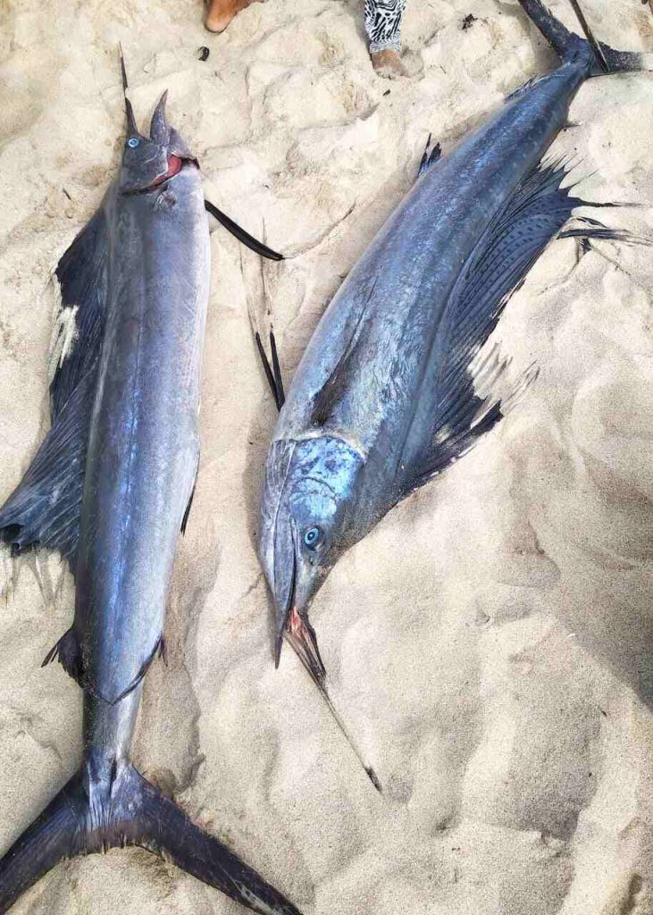 Penjual ikan di pasar tradisional Bali sedang melayani pembeli.