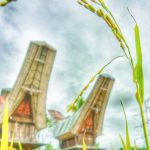 Padi menguning di sawah dengan bulir yang menunduk tanda kematangan dan kesuburan.