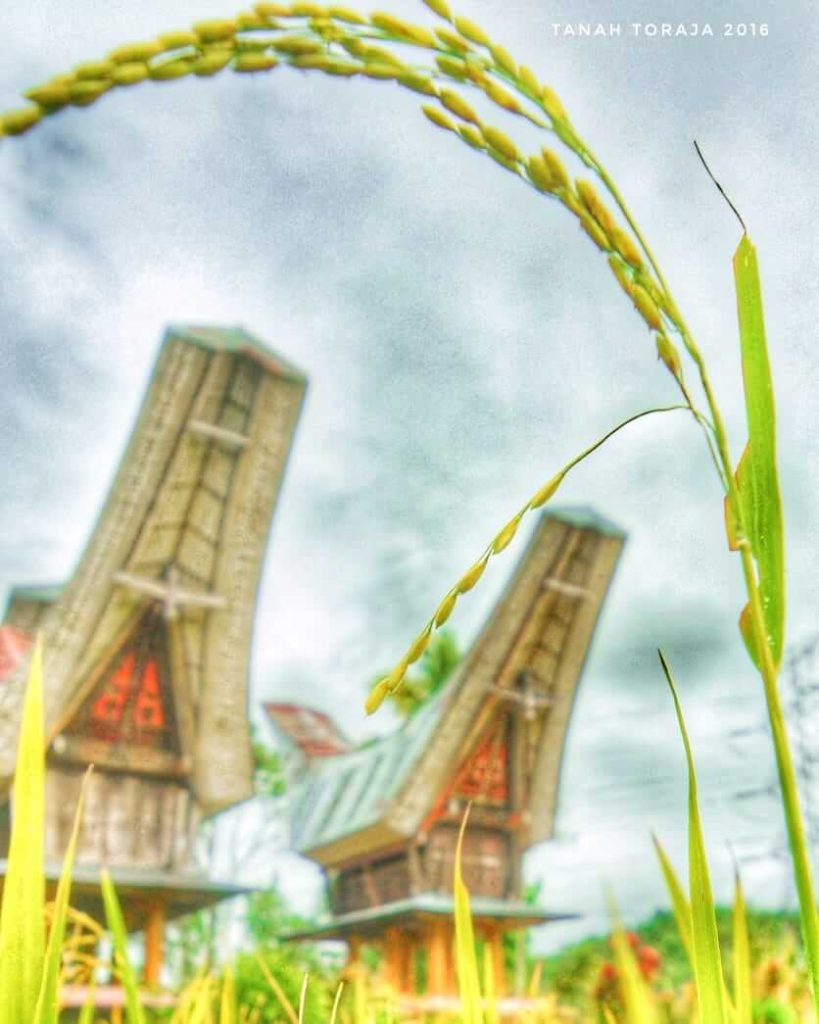 Padi menguning di sawah dengan bulir yang menunduk tanda kematangan dan kesuburan.