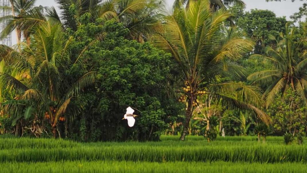 Seseorang berdiri di puncak bukit memandang ke bawah, menggambarkan refleksi tentang perjalanan hidup dan rasa syukur pada asal.