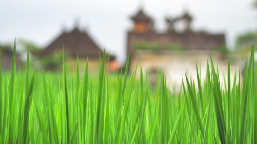 Tangkapan suasana tenang di alam dengan fokus pada tanaman yang tumbuh dekat, melambangkan keindahan proses dan ketulusan dalam perjalanan hidup.