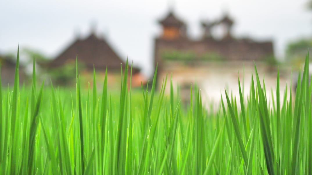 Tangkapan suasana tenang di alam dengan fokus pada tanaman yang tumbuh dekat, melambangkan keindahan proses dan ketulusan dalam perjalanan hidup.