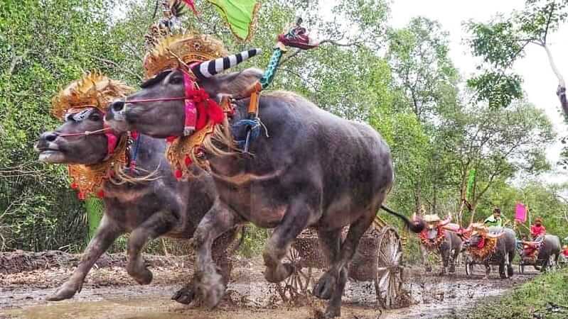 Para peserta lomba Makepung memacu kerbau mereka di tengah sawah berlumpur, menggambarkan tradisi unik Jembrana.