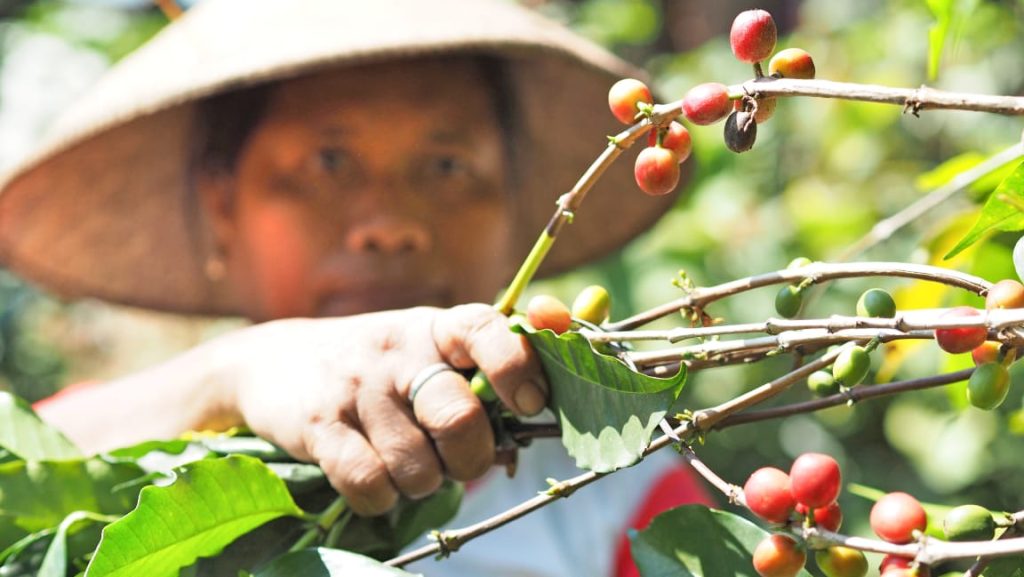 Seorang pemetik memilih buah kopi matang di antara rimbunan daun.