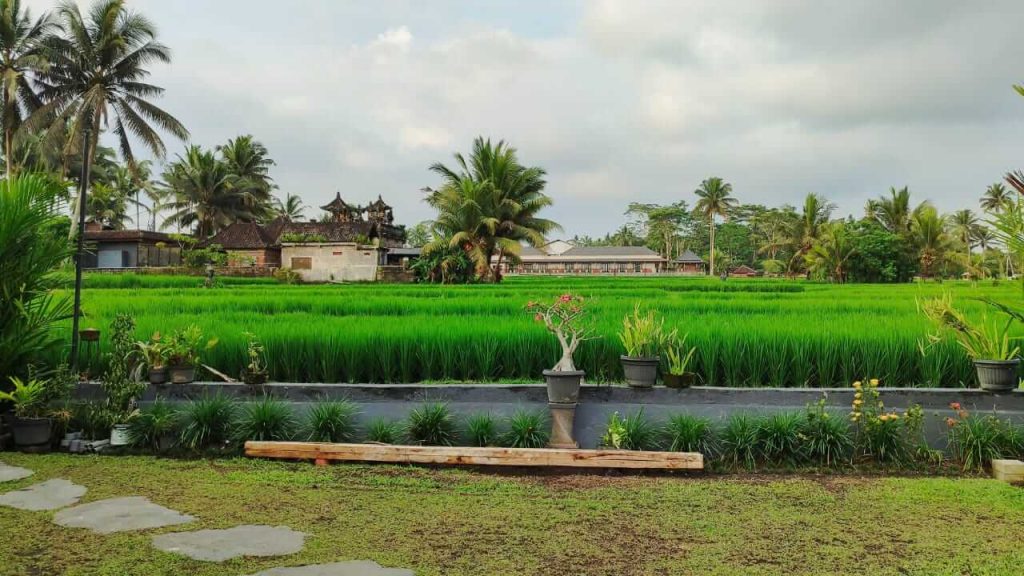 Pemandangan sawah di belakang rumah dengan tembok rendah yang memungkinkan interaksi antara penghuni dan masyarakat sekitar.